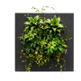 Mobilane LivePicture Go zwart met planten